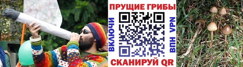 это наркотические препараты  где купить наркоту  Красково  Галлюциногенные грибы Psilocybine cubensis 